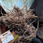 Roots Are A Problem!