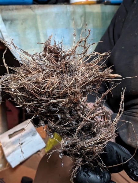Roots Are A Problem!